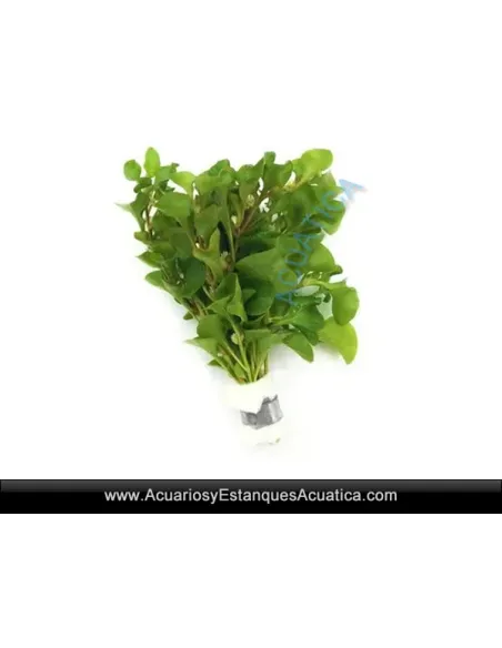 Alternanthera Bettzickiana Green Planta Natural para Acuario