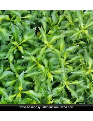 Alternanthera Bettzickiana Green Planta Natural para Acuario