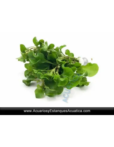 Alternanthera Bettzickiana Green Planta Natural para Acuario