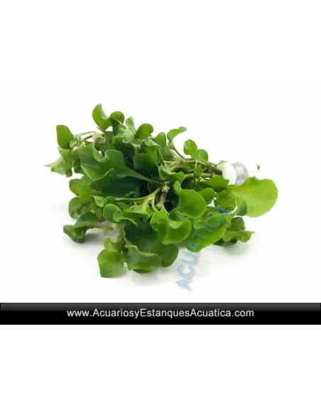 Alternanthera Bettzickiana Green Planta Natural para Acuario