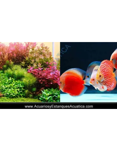 Luz Led TWINSTAR G+ para Acuario con tapa