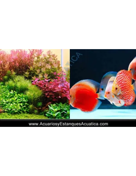 Luz Led TWINSTAR G+ para Acuario con tapa