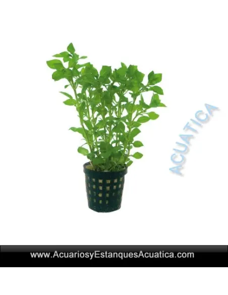 ✳️Houttuynia Camaleón Planta Estanque ✔️Compra al mejor precio