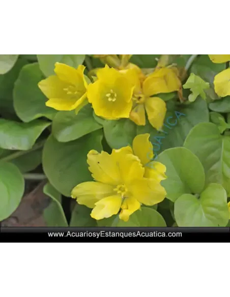 Lysimachia Nummularia Planta Para Estanque