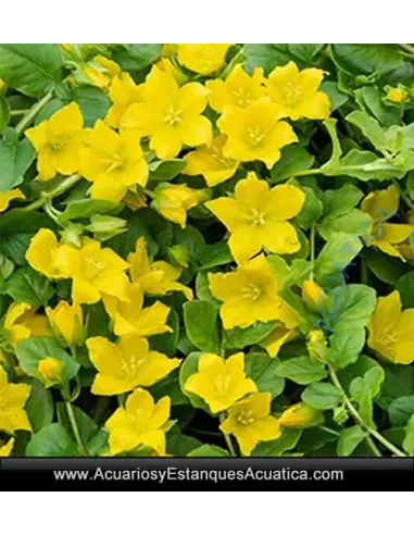 Lysimachia Nummularia Planta Para Estanque