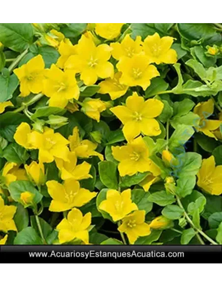 Lysimachia Nummularia Planta Para Estanque