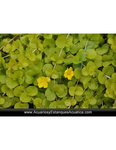 Lysimachia Nummularia Planta Para Estanque