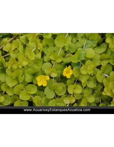 Lysimachia Nummularia Planta Para Estanque