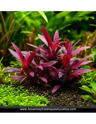 Alternanthera Reineckii Mini Planta Acuario