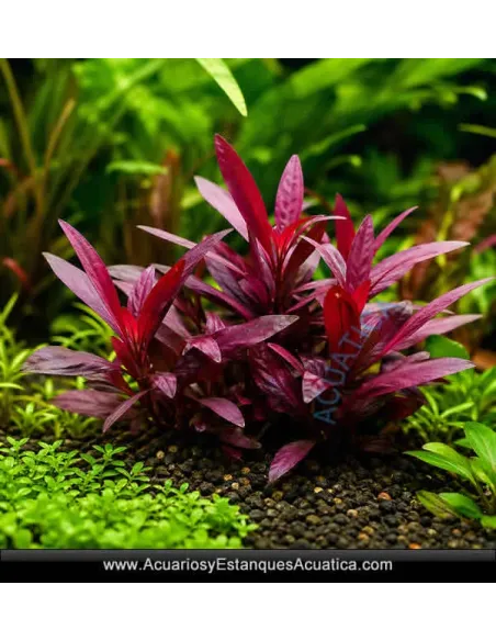 Alternanthera Reineckii Mini Planta Acuario