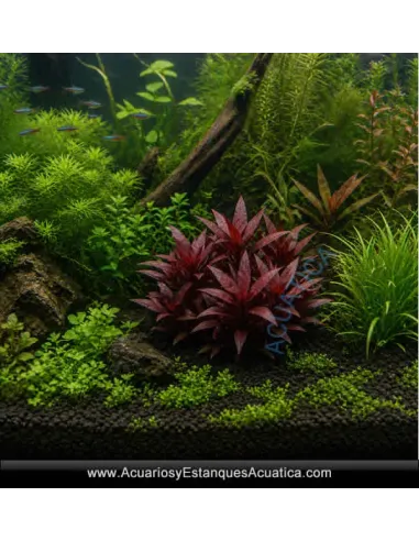 Alternanthera Reineki Purple Planta para Acuario