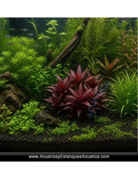 Alternanthera Reineki Purple Planta para Acuario