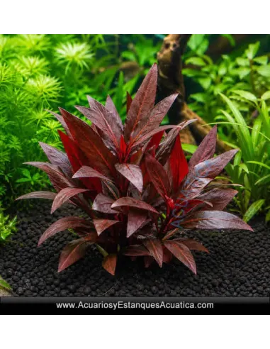 Alternanthera Reineki Purple Planta para Acuario