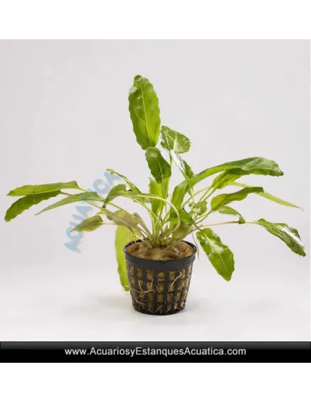 Amoratia Planta para Acuario