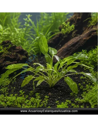 Amoratia Planta para Acuario