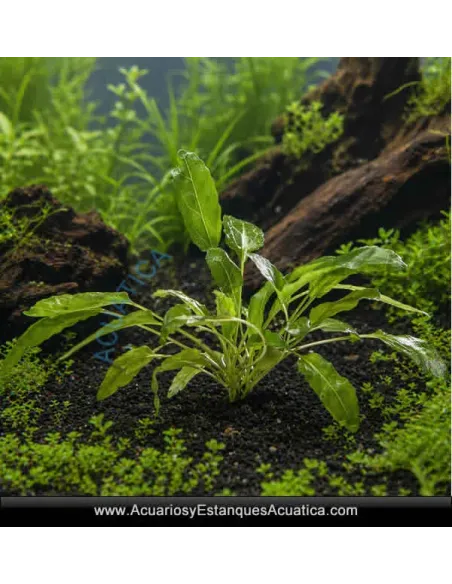Amoratia Planta para Acuario