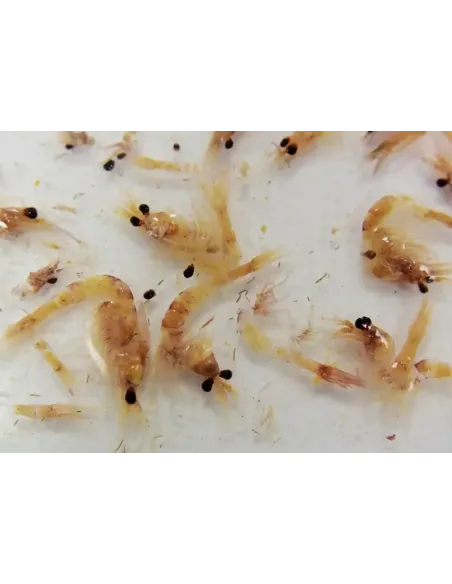 Fauna Marin Arctic Plankton Alimento para Corales