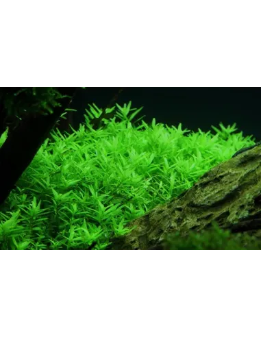 Rotala Rotundifolia Planta para Acuario