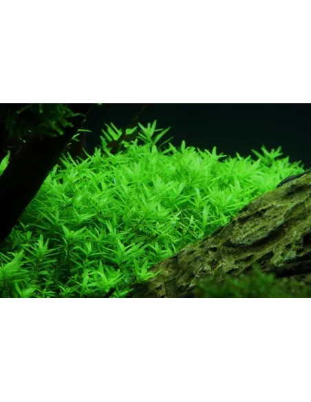 Rotala Rotundifolia Planta para Acuario