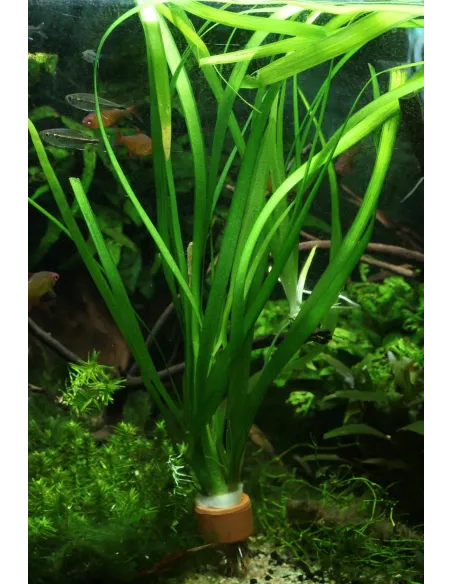 Vallisneria Gigantea planta para acuario y estanque