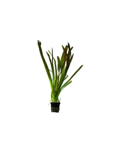 Vallisneria Gigantea planta para acuario y estanque