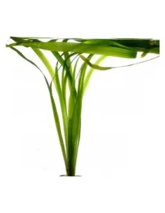 Vallisneria Gigantea planta para acuario y estanque