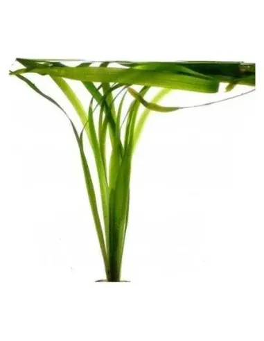 Vallisneria Gigantea planta para acuario y estanque