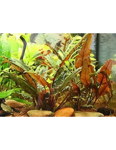 Cryptocoryne wendtii brown planta acuario