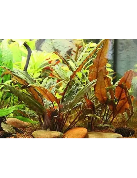 Cryptocoryne wendtii brown planta acuario