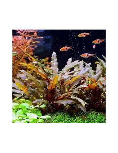 Cryptocoryne wendtii brown planta acuario
