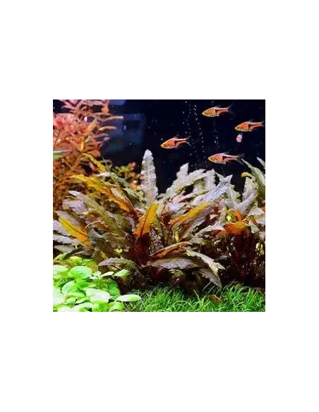 Cryptocoryne wendtii brown planta acuario