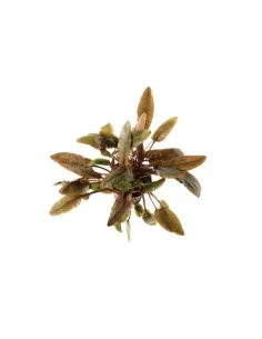Cryptocoryne wendtii brown planta acuario