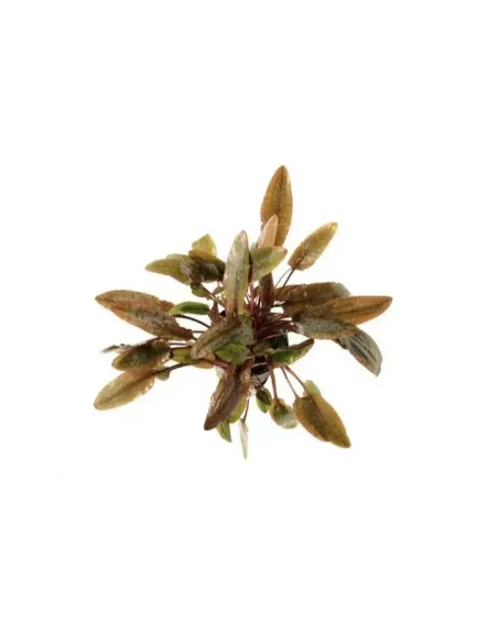 Cryptocoryne wendtii brown planta acuario