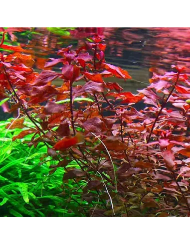 Ludwigia palustris red planta acuario