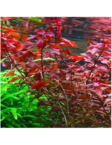 Ludwigia palustris red planta acuario