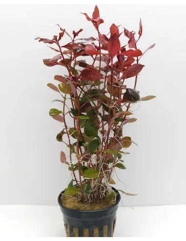 Ludwigia palustris red planta acuario