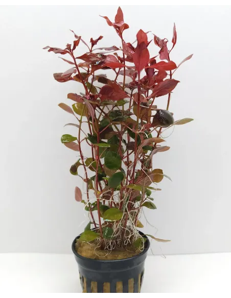 Ludwigia palustris red planta acuario