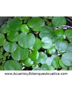 Planta flotante acuario y estanque Limnobium Laevigatum Lechuga de Agua