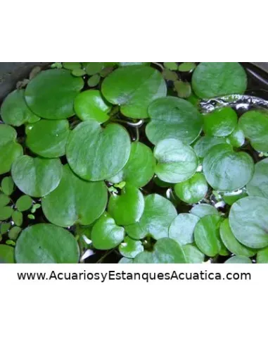 Planta flotante acuario y estanque Limnobium Laevigatum Lechuga de Agua