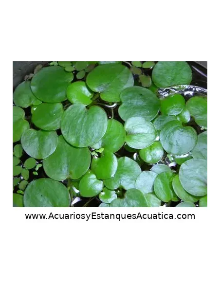 Planta flotante acuario y estanque Limnobium Laevigatum Lechuga de Agua