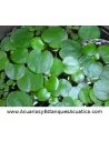 Planta flotante acuario y estanque Limnobium Laevigatum Lechuga de Agua