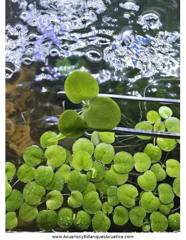 Planta flotante acuario y estanque Limnobium Laevigatum Lechuga de Agua