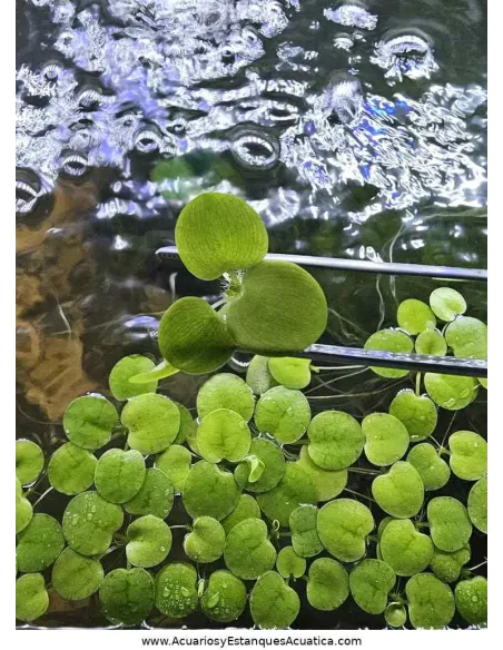 Planta flotante acuario y estanque Limnobium Laevigatum Lechuga de Agua