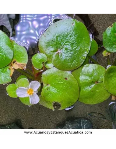 Planta flotante acuario y estanque Limnobium Laevigatum Lechuga de Agua