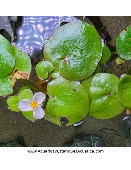 Planta flotante acuario y estanque Limnobium Laevigatum Lechuga de Agua