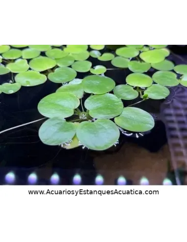 Planta flotante acuario y estanque Limnobium Laevigatum Lechuga de Agua