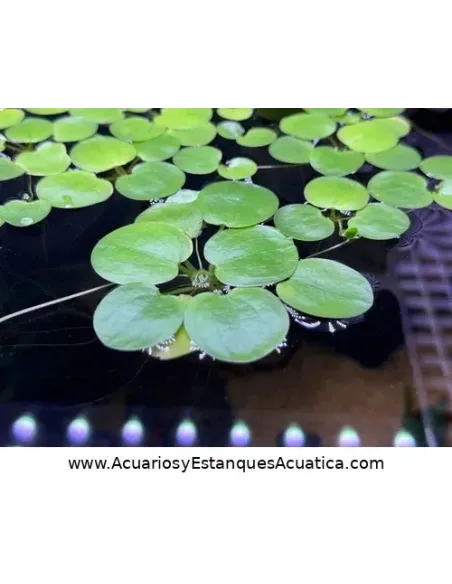 Planta flotante acuario y estanque Limnobium Laevigatum Lechuga de Agua