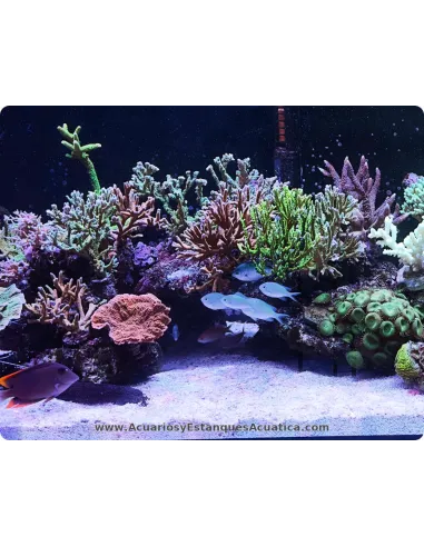 Sustrato bioactivo para acuarios marinos Maxspect Nano‑Tech Bio Sand 5 kg