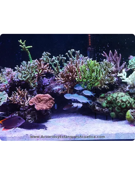 Sustrato bioactivo para acuarios marinos Maxspect Nano‑Tech Bio Sand 5 kg