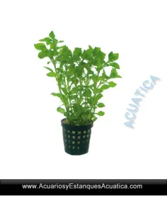 ✳️Planta para Acuario Ludwigia palustris Green ✔️Compra al mejor precio